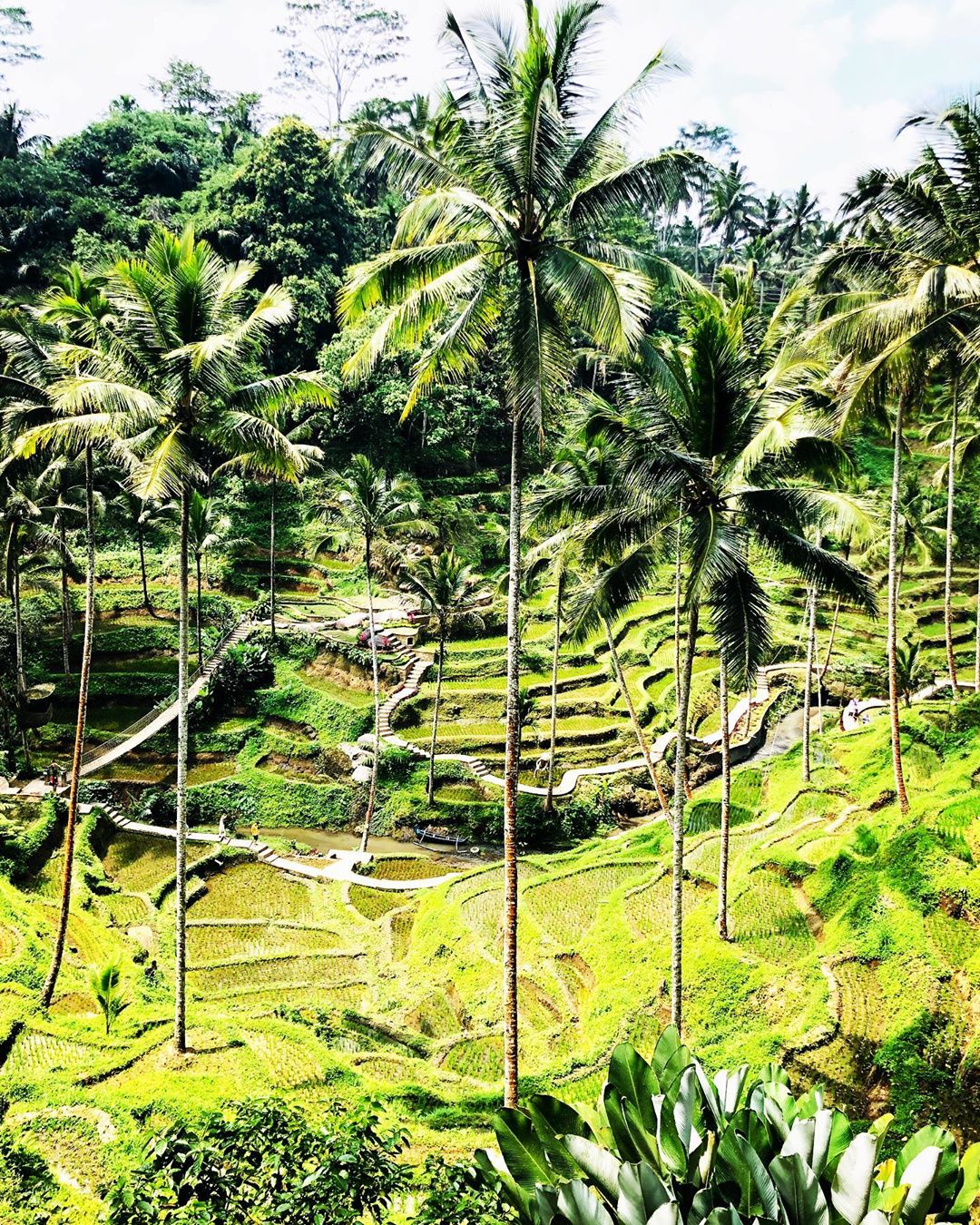 objek wisata Ubud Bali